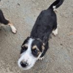 Mischling Aina, 08/2025, Endgröße: 40-48 cm