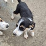 Mischling Aina, 08/2025, Endgröße: 40-48 cm