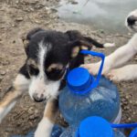 Mischling Aina, 08/2025, Endgröße: 40-48 cm