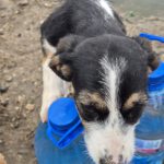 Mischling Aina, 08/2025, Endgröße: 40-48 cm