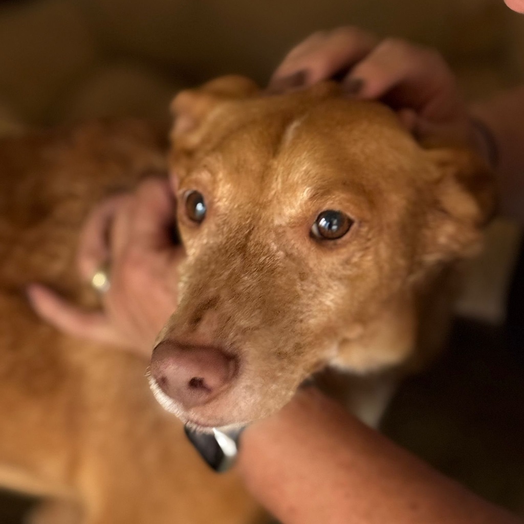 Podenco Baloo, 02/2021, ca. 45 cm