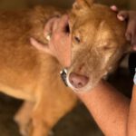 Podenco Baloo, 02/2021, ca. 45 cm