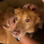 Podenco Baloo, 02/2021, ca. 45 cm