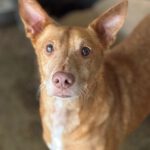 Podenco Baloo, 02/2021, ca. 45 cm