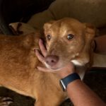 Podenco Baloo, 02/2021, ca. 45 cm