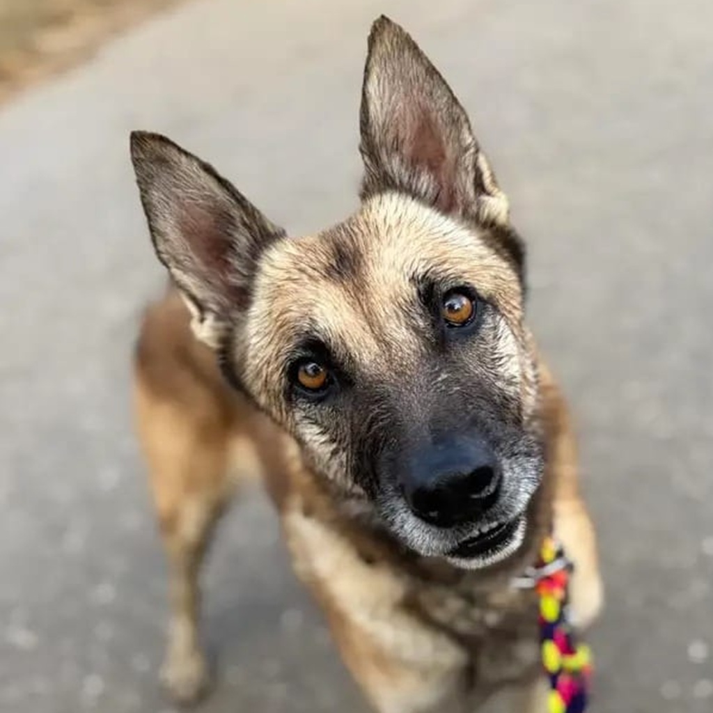 Schäferhund Mischling Barna, 05/2023, ca. 60 cm