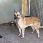 Schäferhund Mischling Barna, 05/2023, ca. 60 cm