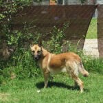 Schäferhund Mischling Barna, 05/2023, ca. 60 cm