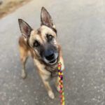 Schäferhund Mischling Barna, 05/2023, ca. 60 cm