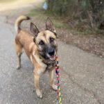 Schäferhund Mischling Barna, 05/2023, ca. 60 cm