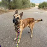 Schäferhund Mischling Barna, 05/2023, ca. 60 cm