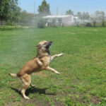 Schäferhund Mischling Barna, 05/2023, ca. 60 cm