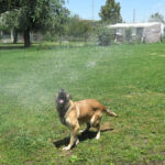 Schäferhund Mischling Barna, 05/2023, ca. 60 cm