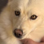 Pomsky Bolt, 06/2024, ca. 40 cm