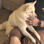 Pomsky Bolt, 06/2024, ca. 40 cm