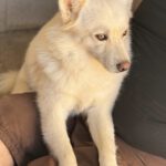 Pomsky Bolt, 06/2024, ca. 40 cm