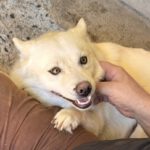 Pomsky Bolt, 06/2024, ca. 40 cm