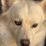 Pomsky Bolt, 06/2024, ca. 40 cm