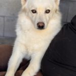 Pomsky Bolt, 06/2024, ca. 40 cm