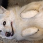 Pomsky Bolt, 06/2024, ca. 40 cm