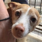 Podenco Cameron, 03/2019, ca. 45 cm