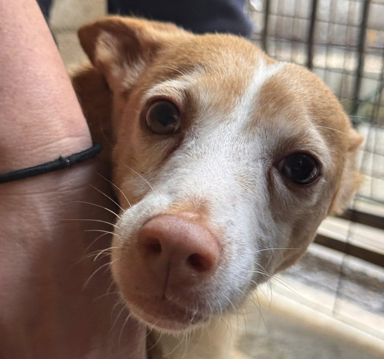 Podenco Cameron, 03/2019, ca. 45 cm