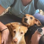 Podenco Cameron, 03/2019, ca. 45 cm