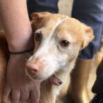 Podenco Cameron, 03/2019, ca. 45 cm