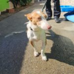 Podenco Maneto Careta, 12/2019, ca. 35 cm