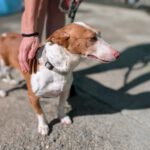 Podenco Maneto Careta, 12/2019, ca. 35 cm