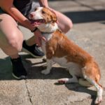 Podenco Maneto Careta, 12/2019, ca. 35 cm