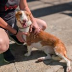 Podenco Maneto Careta, 12/2019, ca. 35 cm
