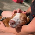 Podenco Maneto Careta, 12/2019, ca. 35 cm