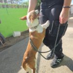 Podenco Maneto Careta, 12/2019, ca. 35 cm