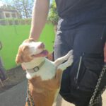 Podenco Maneto Careta, 12/2019, ca. 35 cm