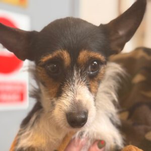 Jack Russel Mischling Charlie, 11/2024, ca. 36 cm