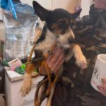 Jack Russel Mischling Charlie, 11/2024, ca. 36 cm