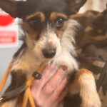 Jack Russel Mischling Charlie, 11/2024, ca. 36 cm