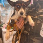 Jack Russel Mischling Charlie, 11/2024, ca. 36 cm