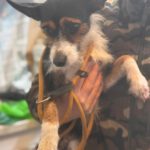 Jack Russel Mischling Charlie, 11/2024, ca. 36 cm