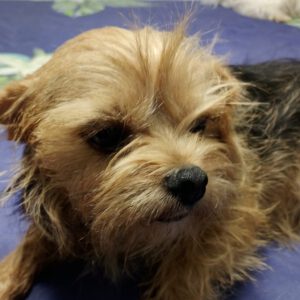 Yorkshire Terrier Mischling Chiquitina, 10/2019, ca. 25 cm