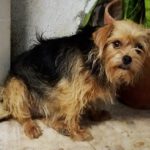 Yorkshire Terrier Mischling Chiquitina, 10/2019, ca. 25 cm