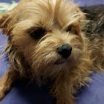 Yorkshire Terrier Mischling Chiquitina, 10/2019, ca. 25 cm