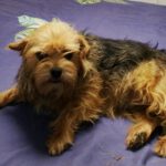 Yorkshire Terrier Mischling Chiquitina, 10/2019, ca. 25 cm
