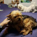 Yorkshire Terrier Mischling Chiquitina, 10/2019, ca. 25 cm