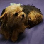 Yorkshire Terrier Mischling Chiquitina, 10/2019, ca. 25 cm