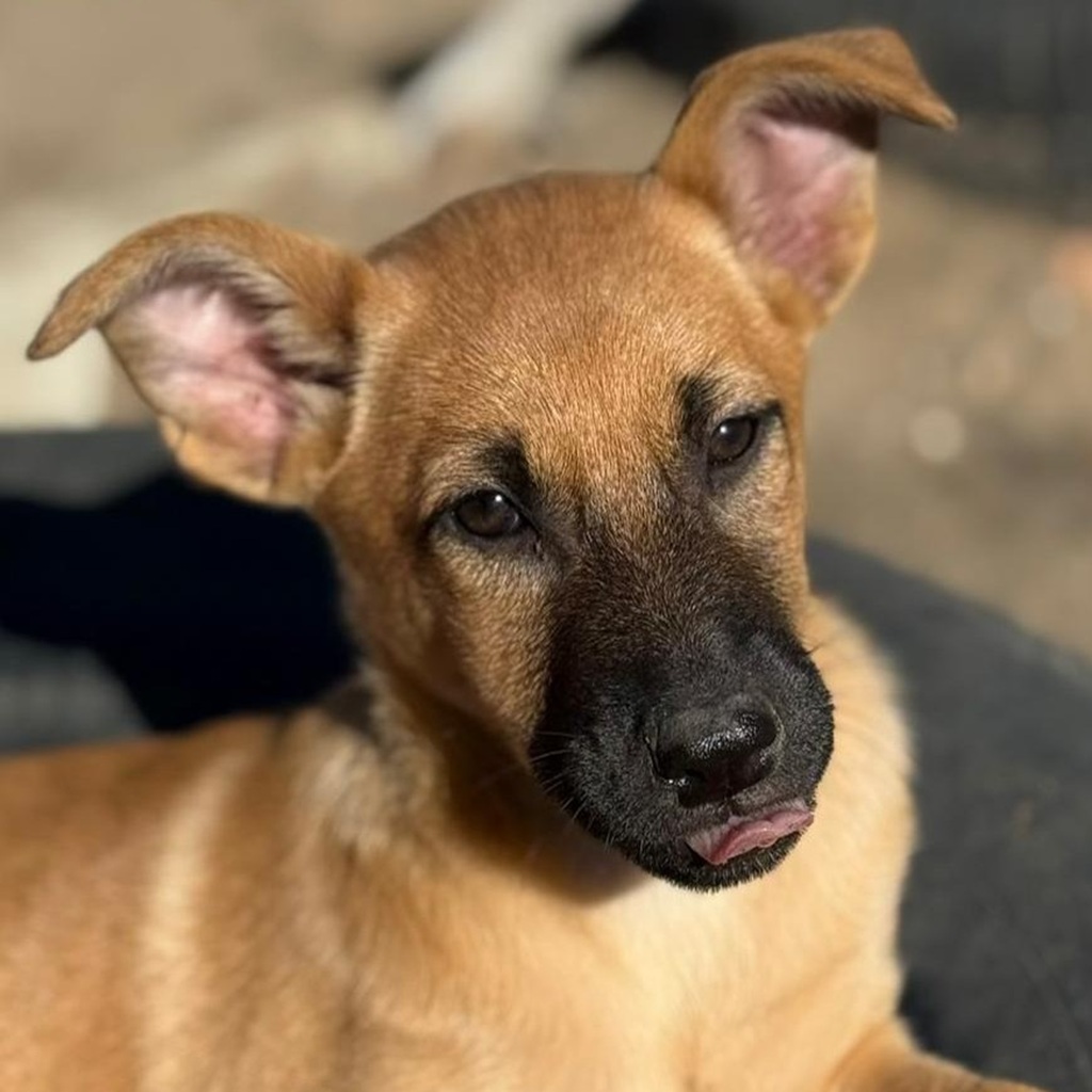Malinois-Podenco-Mischling Christian, 08/2025, Endgröße ca. 50-55 cm