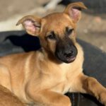 Malinois-Podenco-Mischling Christian, 08/2025, Endgröße ca. 50-55 cm