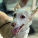 Podenco Dunia, 11/2022, ca. 40 cm