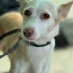 Podenco Dunia, 11/2022, ca. 40 cm